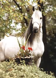 horse arabian