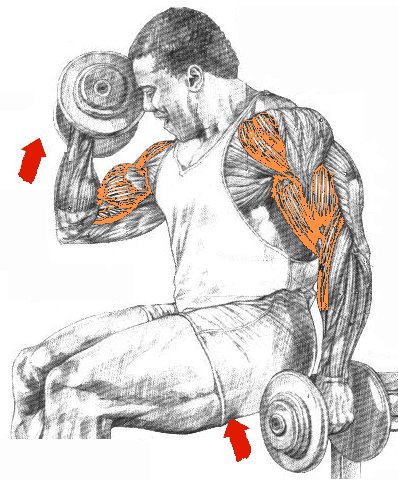 biceps